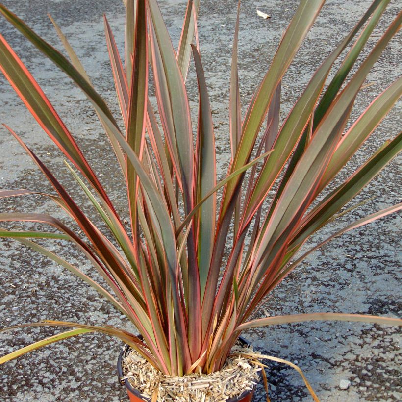 Phormium Sundowner - Lin de Nouvelle-Zélande (Plant habit)