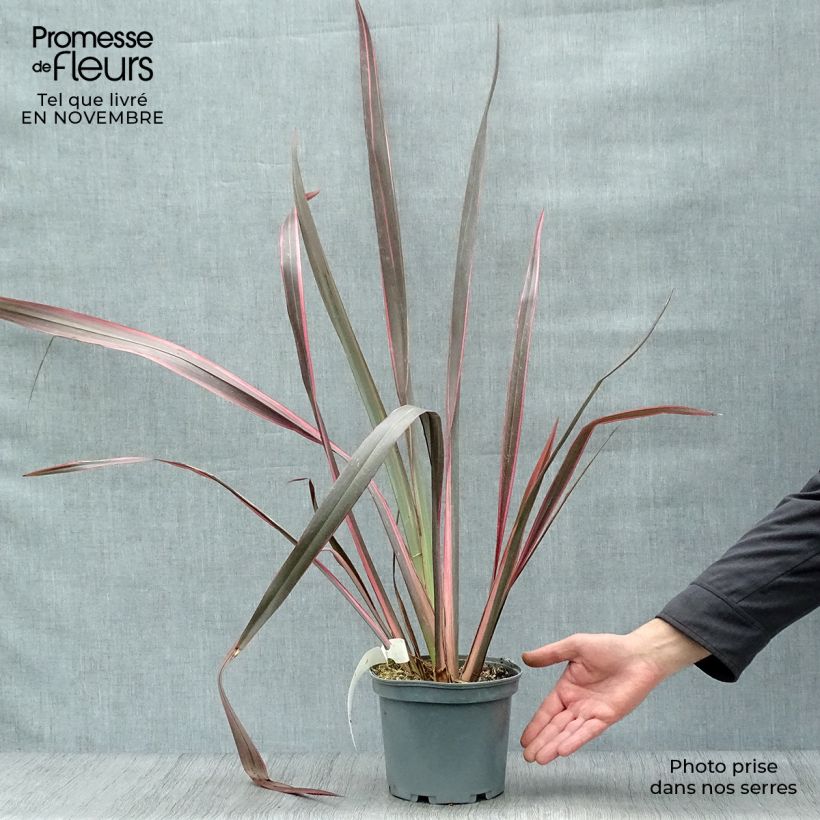 Spécimen de Phormium Sundowner - Lin de Nouvelle-Zélande Pot de 2L/3L tel que livré en automne