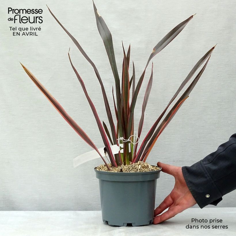 Example of Phormium Sundowner - Lin de Nouvelle-Zélande Pot de 2L/3L as you get in printemps