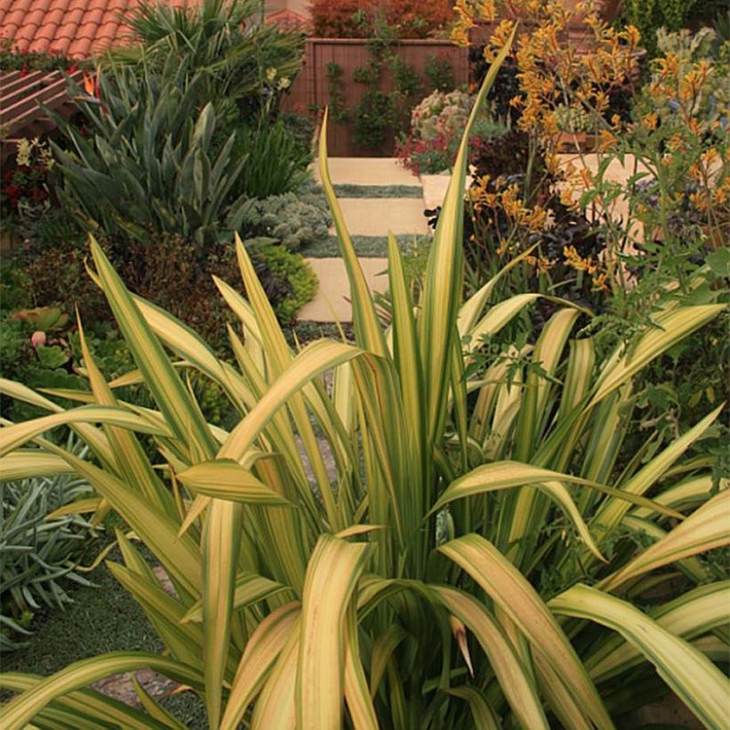 Phormium tenax Yellow Wave - Lin de Nouvelle-Zélande  (Foliage)