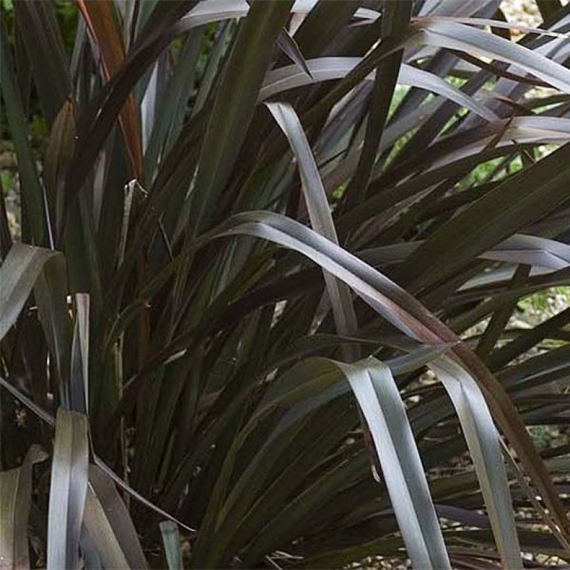 Phormium cookianum Black adder - Lin des Montagnes. (Foliage)