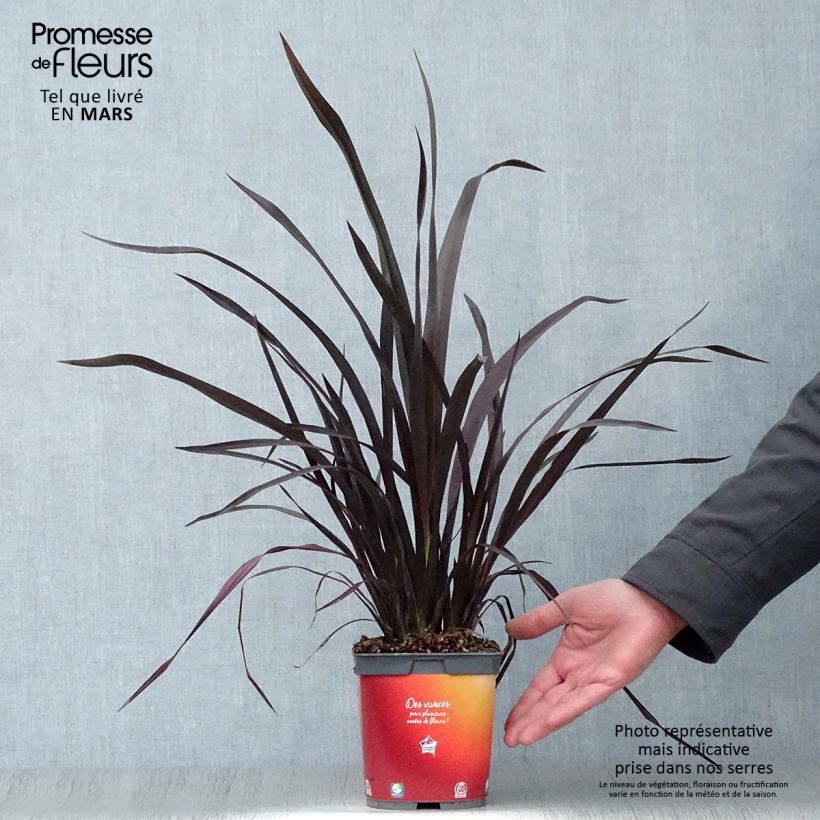 Example of Phormium cookianum Black adder - Lin des Montagnes. Pot de 2L/3L as you get in printemps