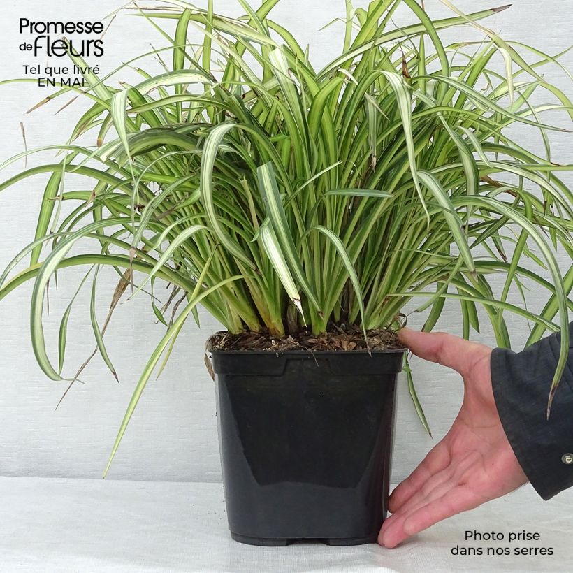 Spécimen de Phormium cookianum Blondie - Lin de Nouvelle-Zélande Pot de 4L/5L tel que livré au printemps
