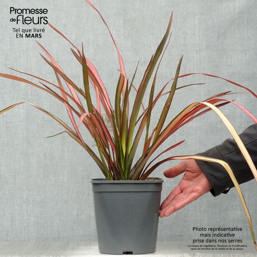 Example of Phormium cookianum Maori Maiden - Lin de Nouvelle-Zélande Pot de 3L/4L as you get in printemps