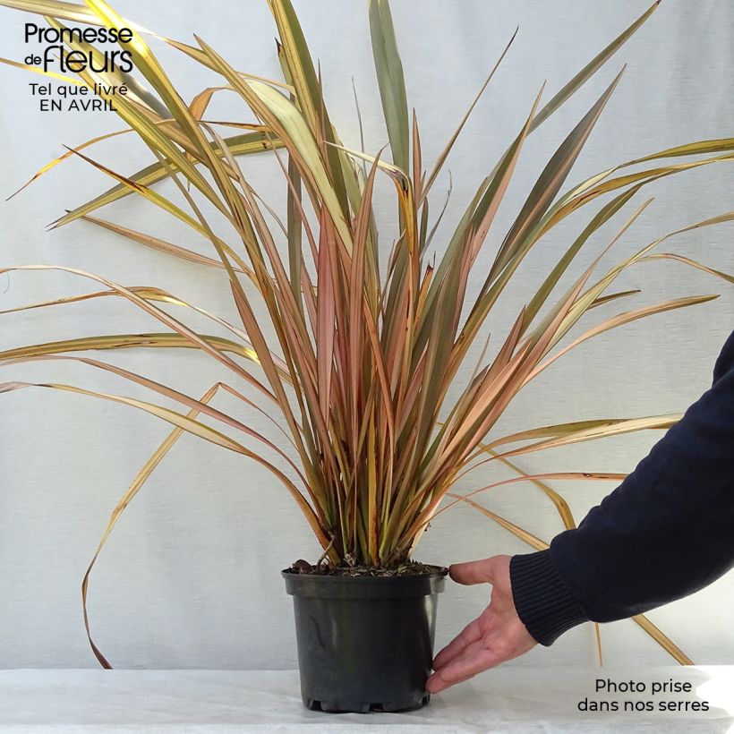 Example of Phormium tenax Evening Glow - Lin de Nouvelle-Zélande Pot de 2L/3L as you get in printemps