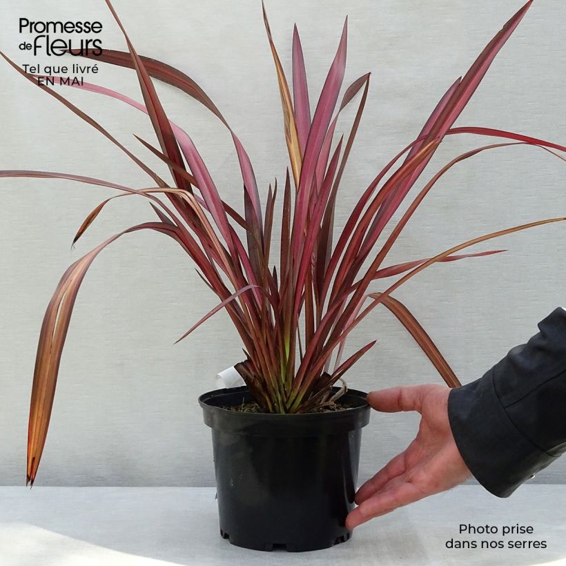 Example of Phormium tenax Evening Glow - Lin de Nouvelle-Zélande Pot de 4L/5L as you get in printemps