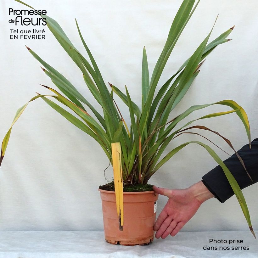 Example of Phormium tenax - Lin de Nouvelle-Zélande Pot de 4L/5L as you get in hiver