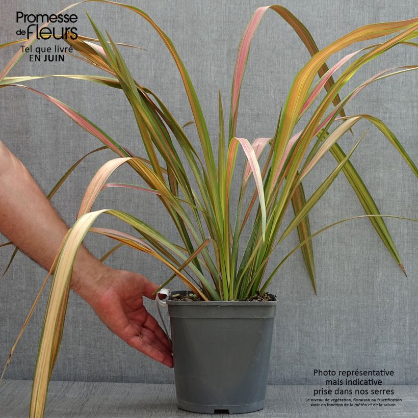 Spécimen de Phormium tenax - Lin de Nouvelle-Zélande Pot de 4L/5L tel que livré en été