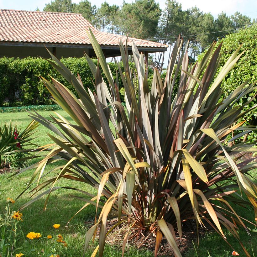 Phormium tenax Purpureum - Lin de Nouvelle-Zélande (Port)