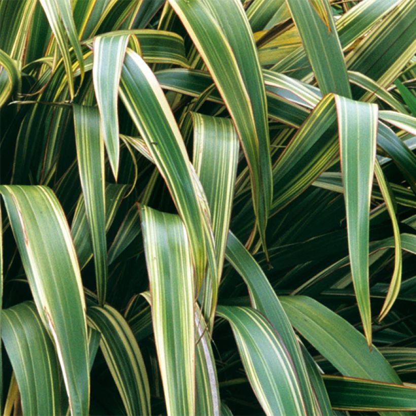 Phormium tenax Variegatum - Lin de Nouvelle-Zélande (Foliage)
