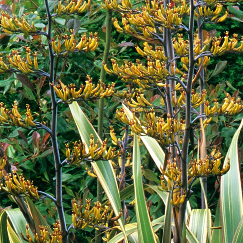 Phormium tenax Variegatum - Lin de Nouvelle-Zélande (Flowering)