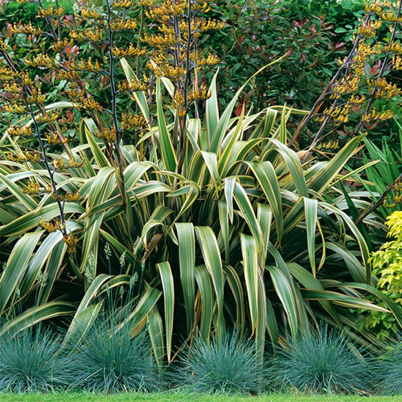 Phormium tenax Variegatum - Lin de Nouvelle-Zélande (Plant habit)