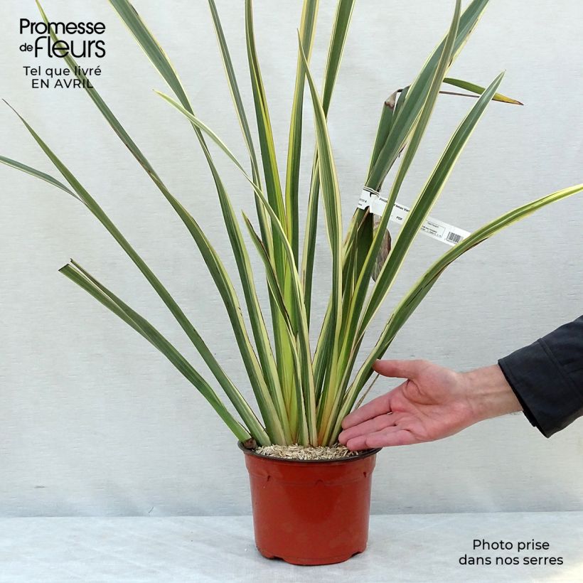 Example of Phormium tenax Variegatum - Lin de Nouvelle-Zélande Pot de 2L/3L as you get in printemps