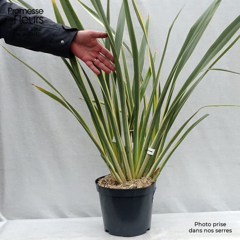 Example of Phormium tenax Variegatum - Lin de Nouvelle-Zélande Pot de 7,5L/10L as you get in printemps