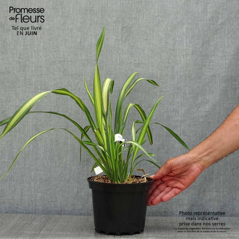 Spécimen de Phormium tenax Yellow Wave - Lin de Nouvelle-Zélande  Pot de 2L/3L tel que livré en été