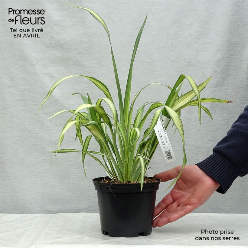 Example of Phormium tenax Yellow Wave - Lin de Nouvelle-Zélande  Pot de 2L/3L as you get in printemps