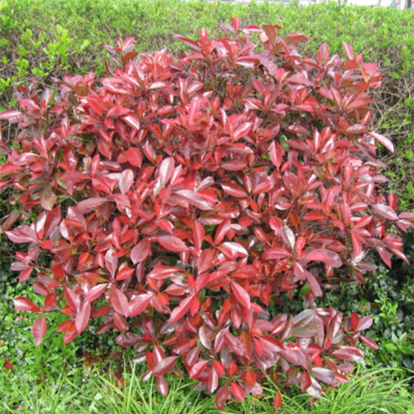 Photinia Little Red Robin (Plant habit)