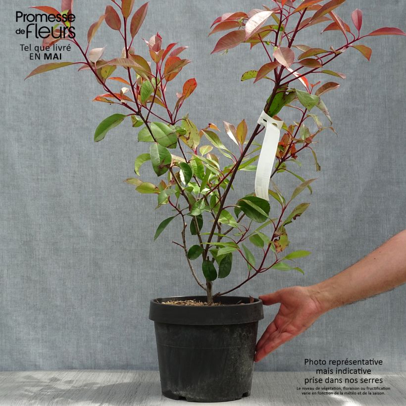Example of Photinia Little Red Robin en pot de 10L as you get in printemps