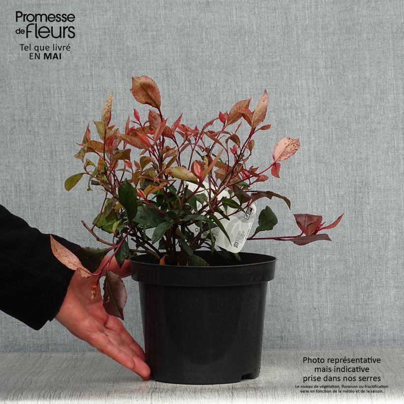 Example of Photinia Little Red Robin Pot de 2L/3L as you get in printemps