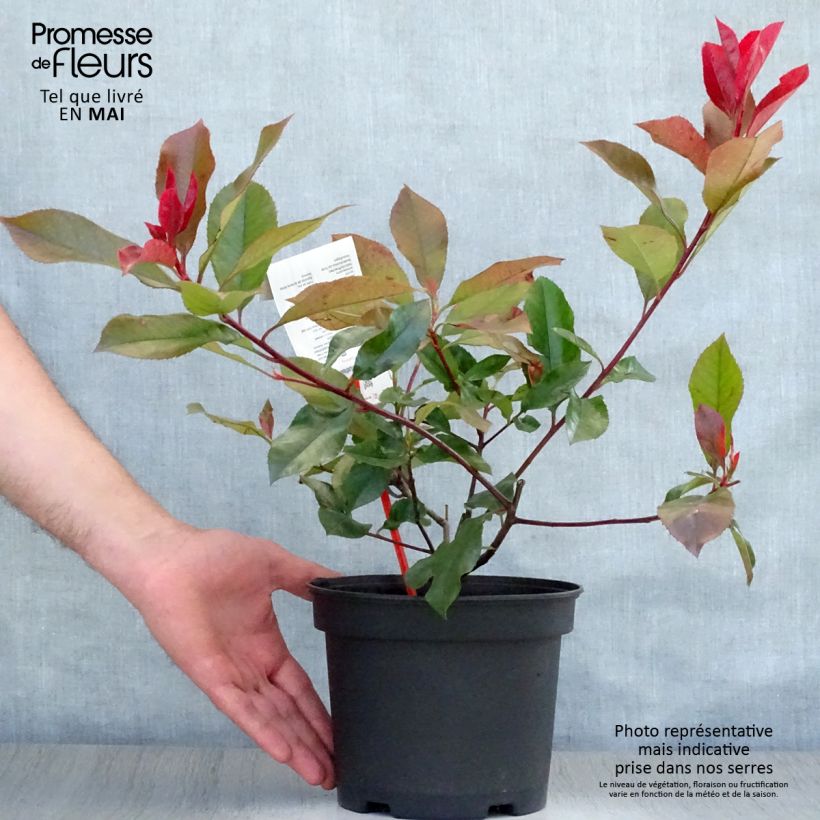 Example of Photinia  fraseri Camilvy Pot de 2L/3L as you get in printemps