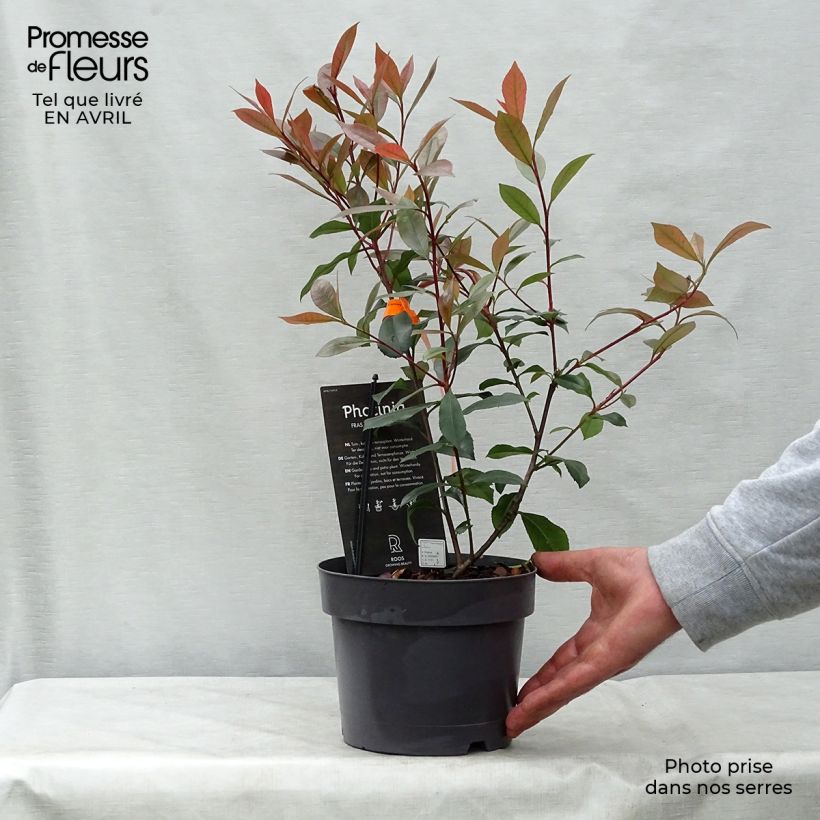 Example of Photinia fraseri Carré Rouge Pot de 2L/3L as you get in printemps