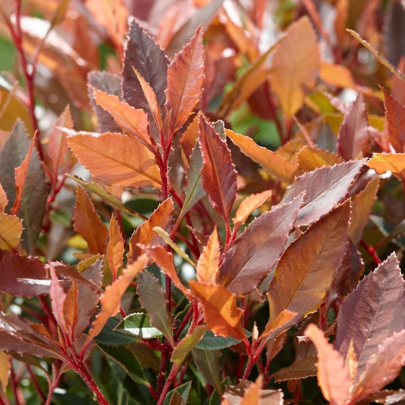 Photinia fraseri Chico (Foliage)