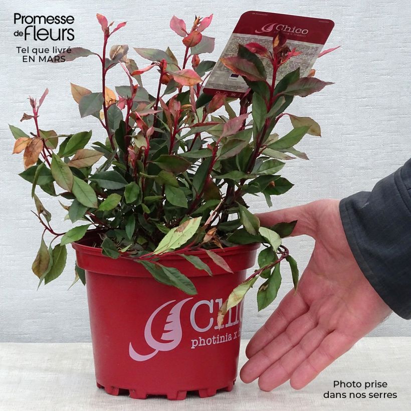 Example of Photinia fraseri Chico Pot de 2L/3L as you get in printemps