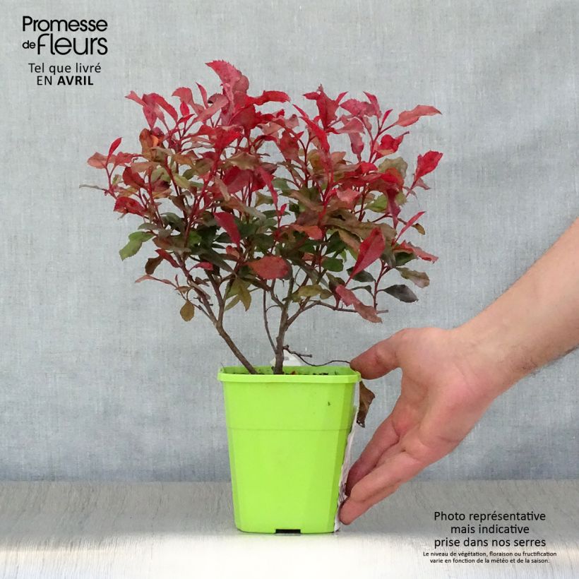 Spécimen de Photinia fraseri Corallina Pot de 1,5L/2L tel que livré au printemps
