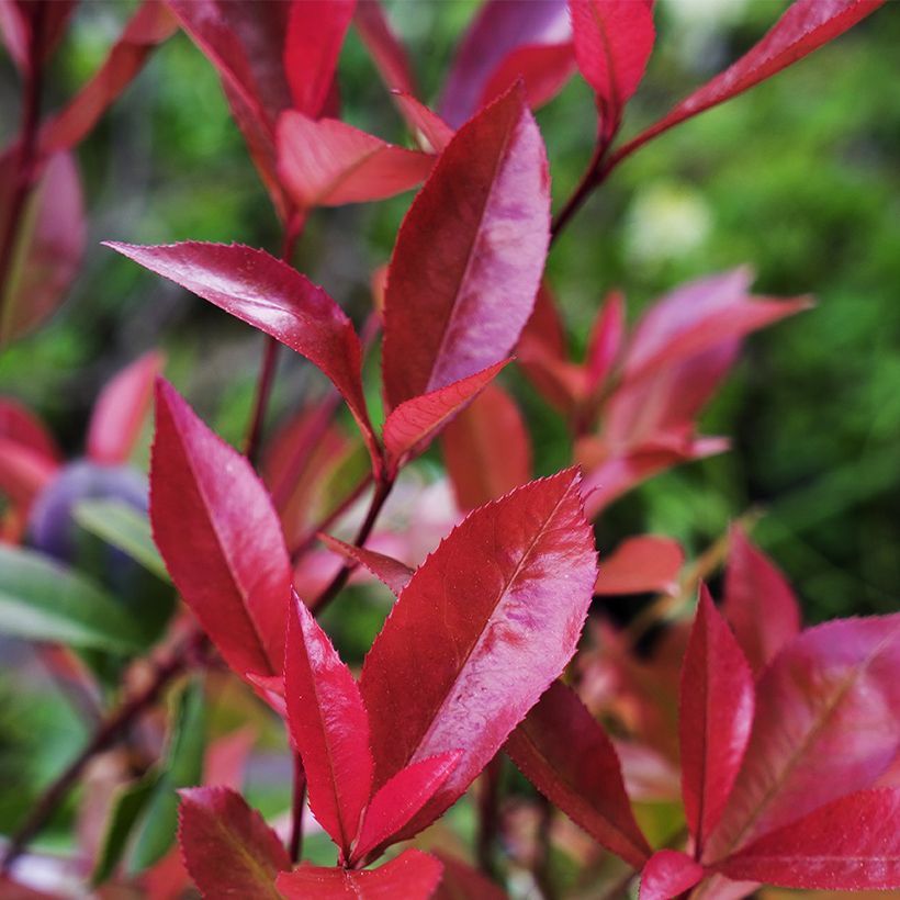 Photinia fraseri Devil's Dream (Foliage)