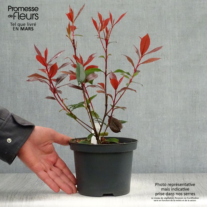 Spécimen de Photinia fraseri Dicker Toni Pot de 2L/3L tel que livré au printemps