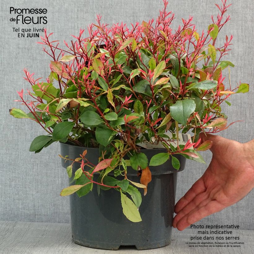 Example of Photinia fraseri Little Fenna Pot de 2L/3L as you get in printemps