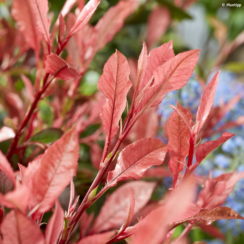 Photinia fraseri Little Fenna (Foliage)