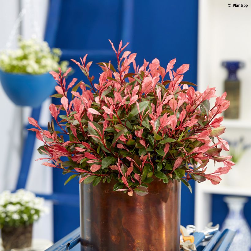 Photinia fraseri Little Fenna (Plant habit)