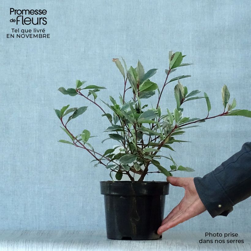Spécimen de Photinia fraseri Louise Pot de 2L/3L tel que livré en automne