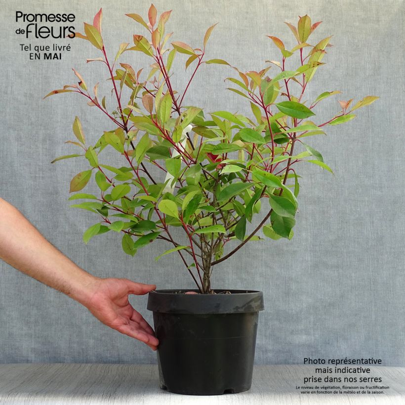 Example of Photinia fraseri Red Robin Pot de 7,5L/10L as you get in printemps