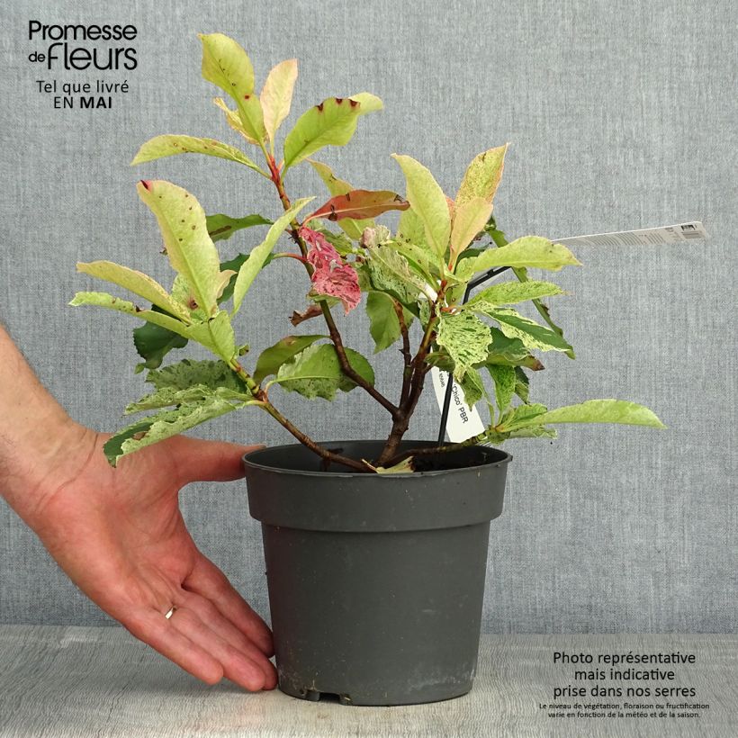 Example of Photinia serratifolia Pink Crispy Pot de 2L/3L as you get in printemps