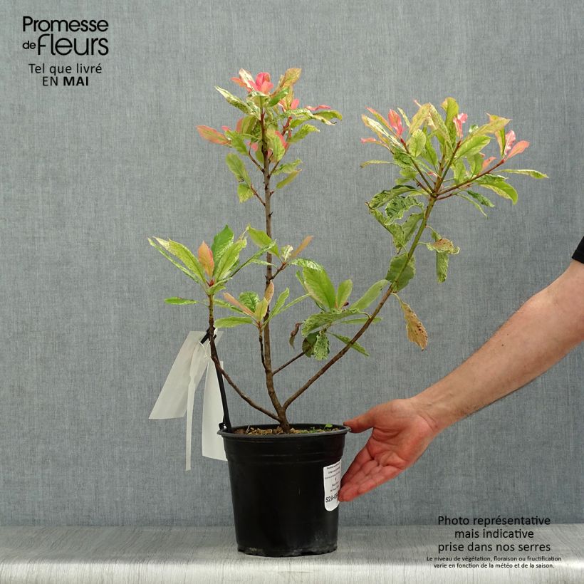 Example of Photinia serratifolia Pink Crispy Pot de 4L/5L as you get in printemps