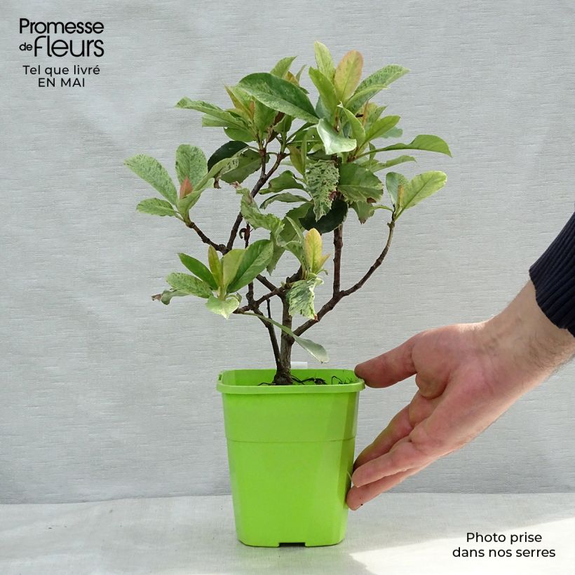 Example of Photinia serratifolia Pink Crispy Pot de 1L/1,5L as you get in printemps