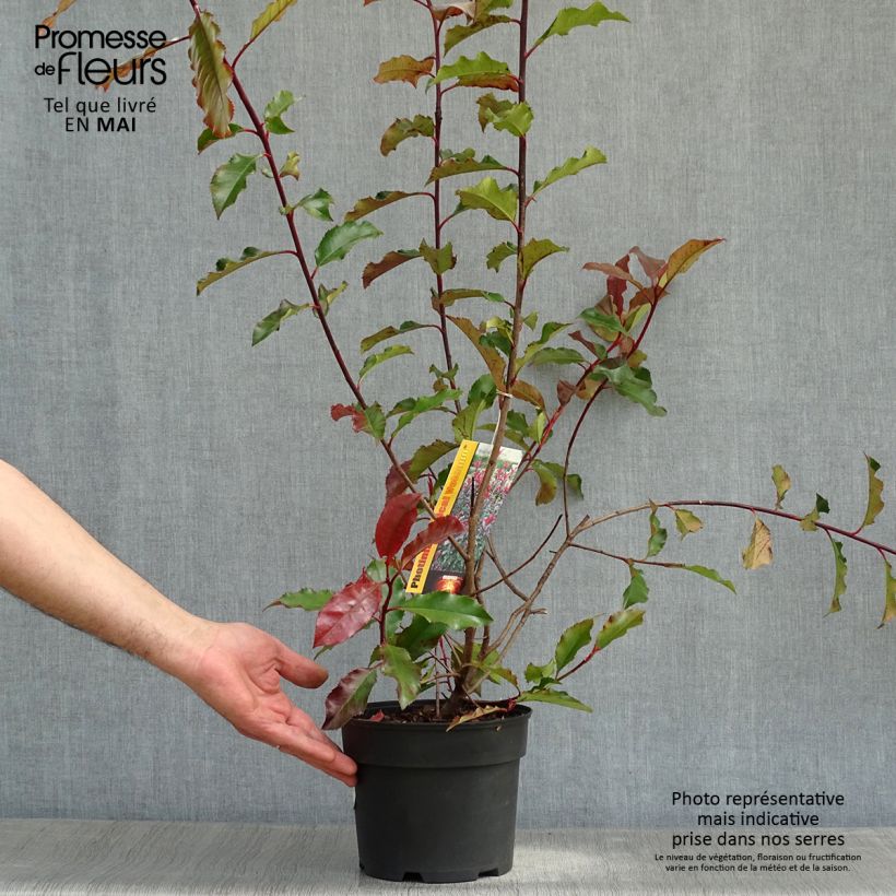 Example of Photinia x fraseri Magical Volcano Pot de 2L/3L as you get in printemps
