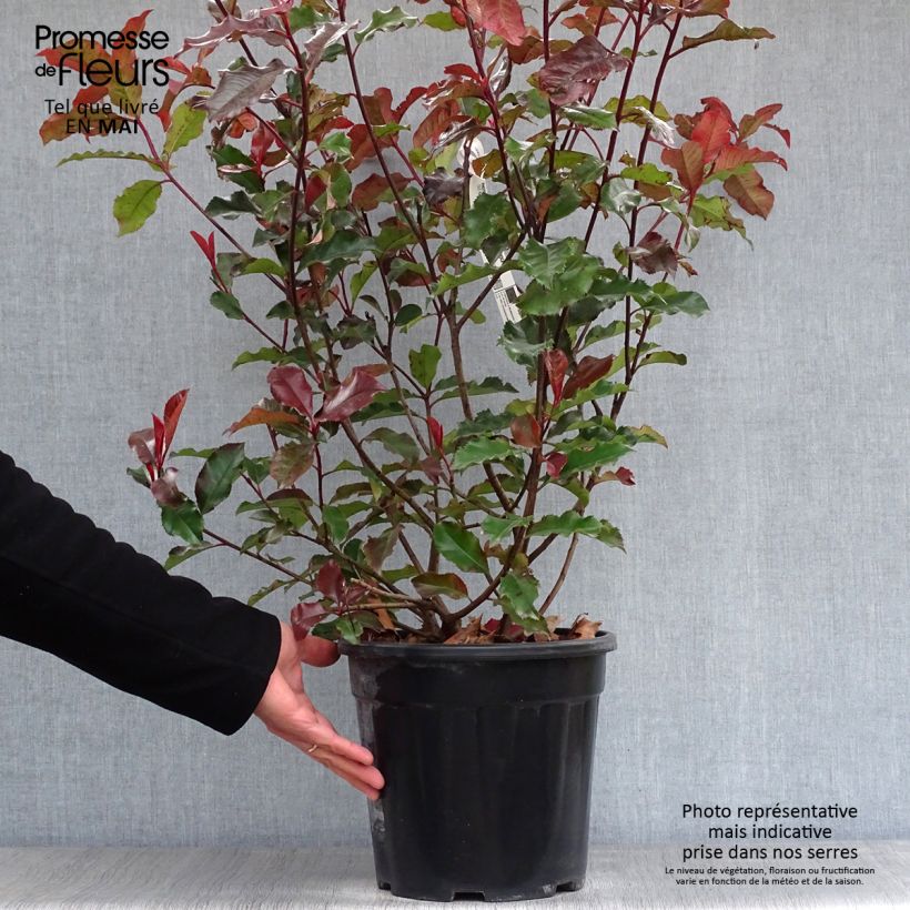 Example of Photinia x fraseri Magical Volcano Pot de 7,5L/10L as you get in printemps