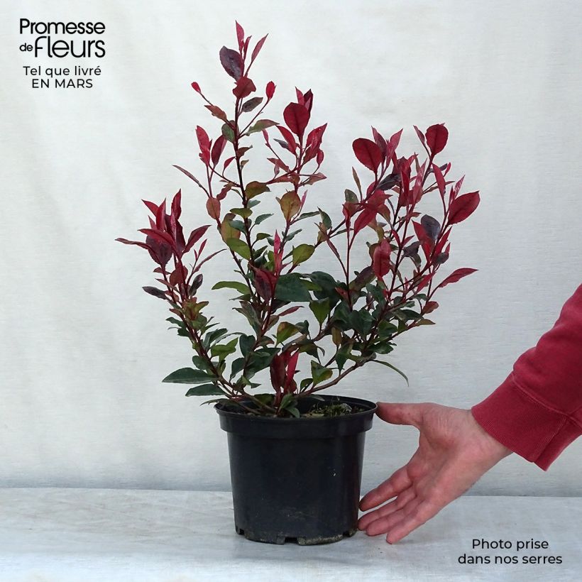 Example of Photinia x fraseri Nana Pot de 2L/3L as you get in printemps