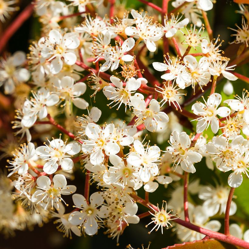 Photinia x fraseri Nana (Flowering)