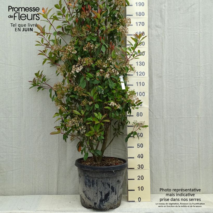 Example of Photinia fraseri Red Robin Pot de 50L/55L as you get in printemps