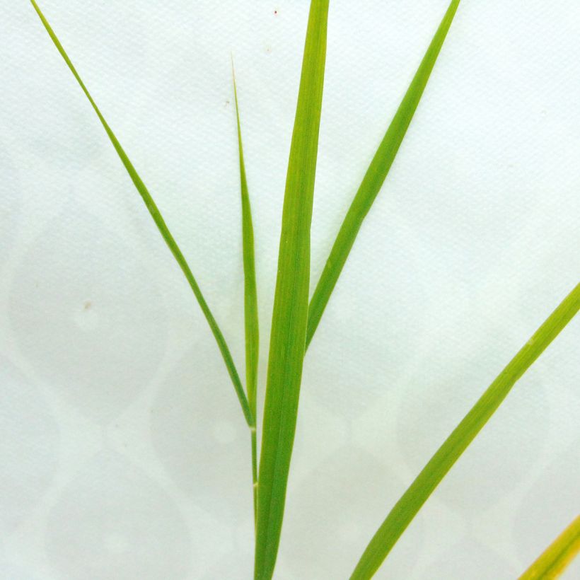 Phragmites australis - Roseau commun (Foliage)