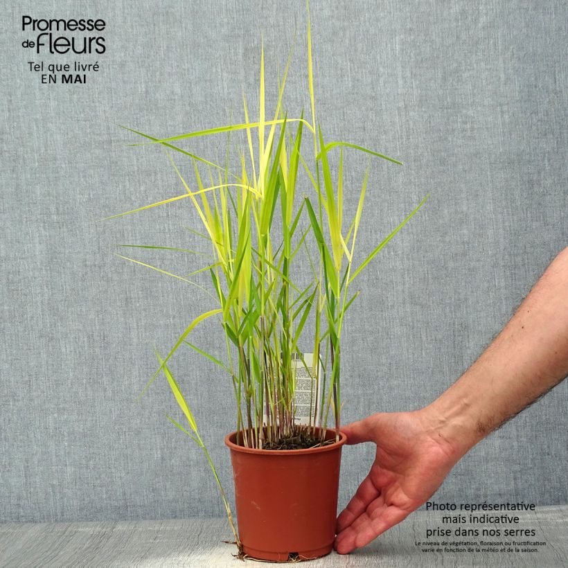 Example of Phragmites australis - Roseau commun Pot de 1L/1,5L as you get in printemps