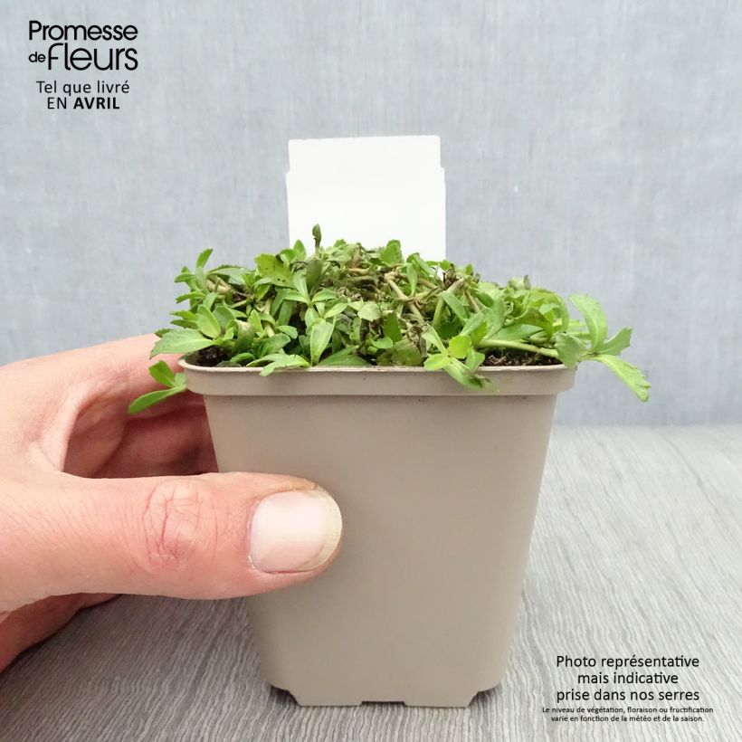 Example of Phyla ou Lippia nodiflora - Verveine nodulaire Godet de 8/9 cm as you get in printemps