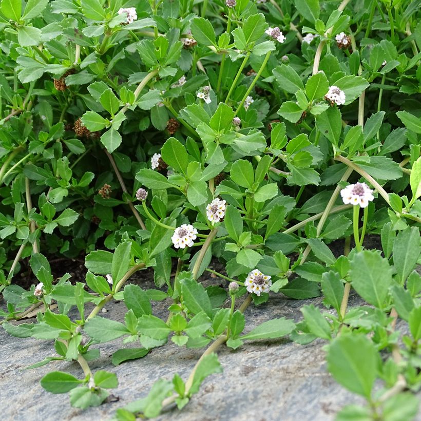 Phyla ou Lippia nodiflora - Verveine nodulaire (Plant habit)