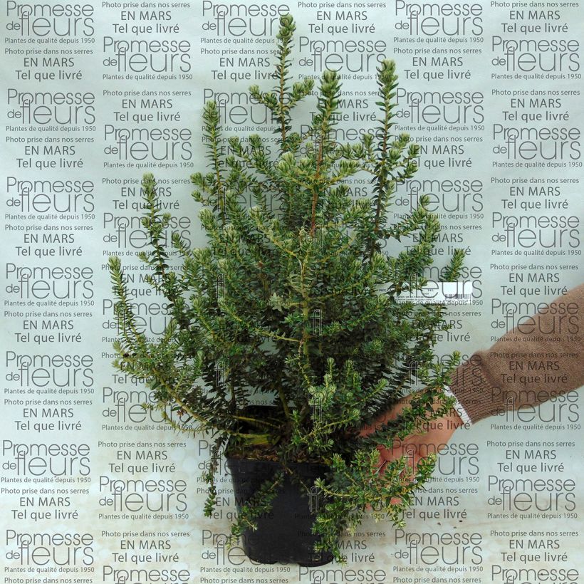 Example of Phylica arborea Pot de 3L/4L as you get