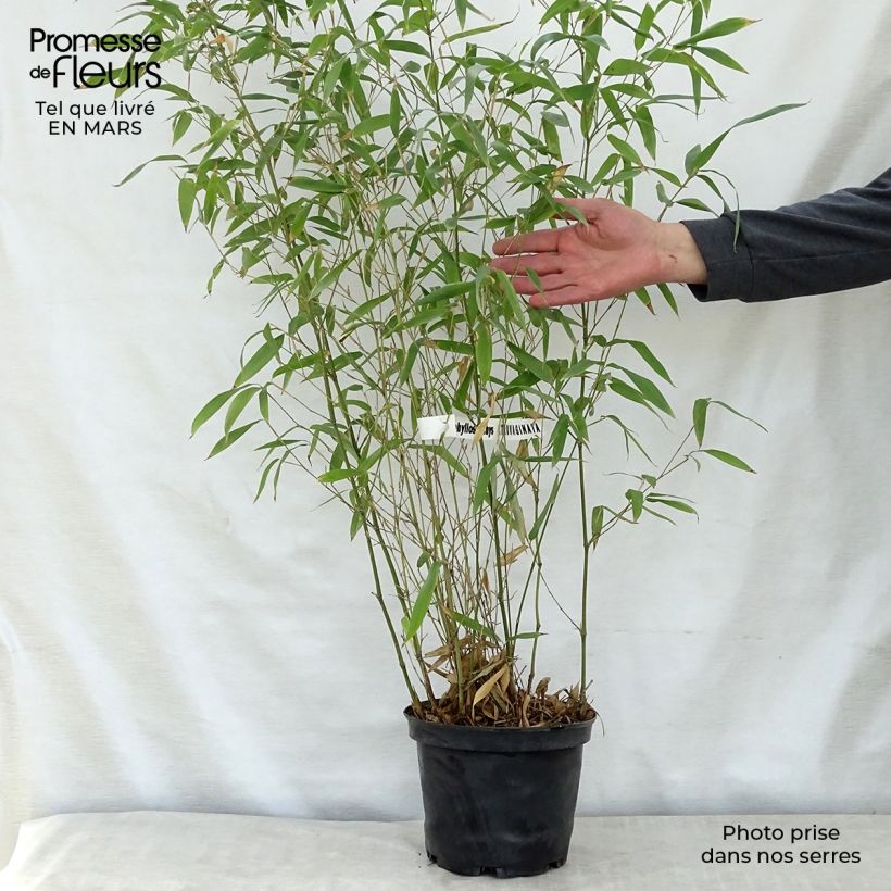 Example of Phyllostachys atrovaginata Green Perfume - Bambou moyen Pot de 4L/5L as you get in printemps