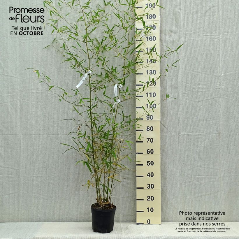 Spécimen de Phyllostachys atrovaginata Green Perfume - Bambou moyen Pot de 4L/5L tel que livré en automne